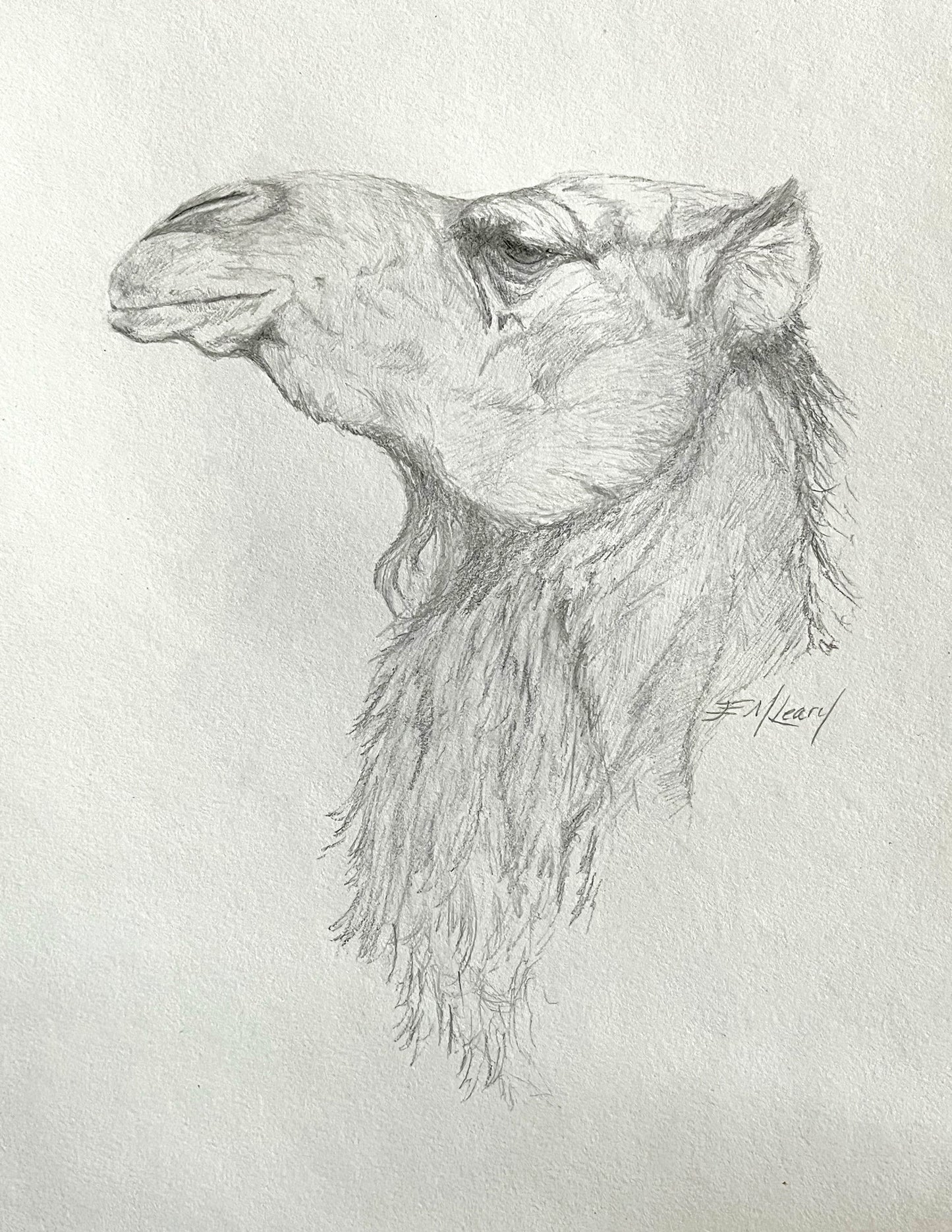 Camel
