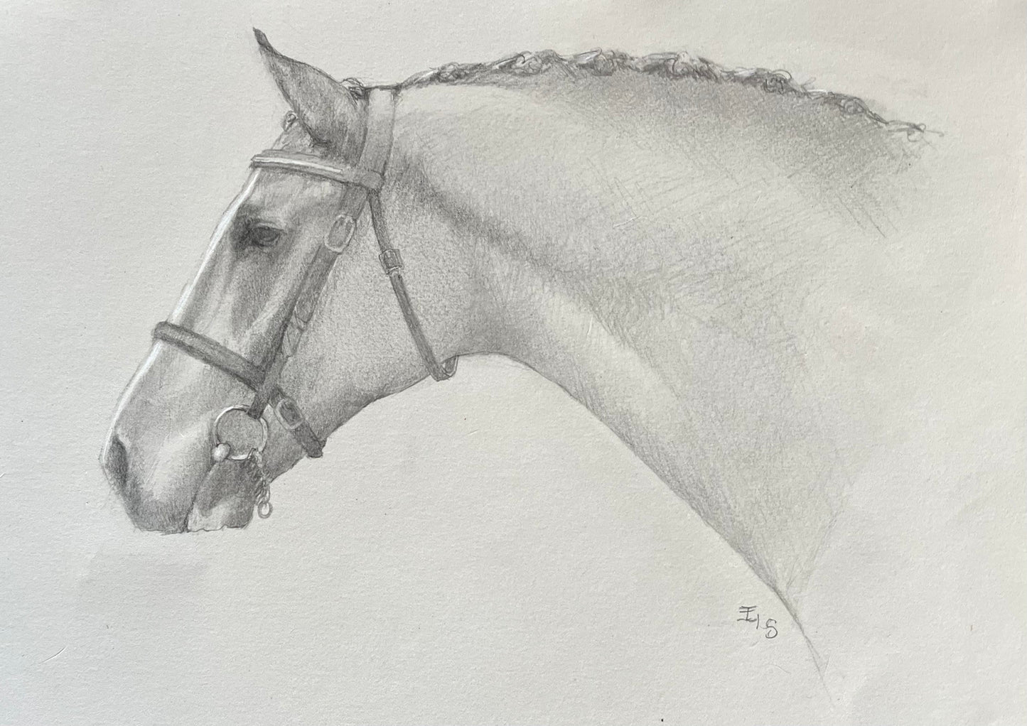 The Irish Draught Stallion (print)