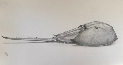 Horseshoe Crab