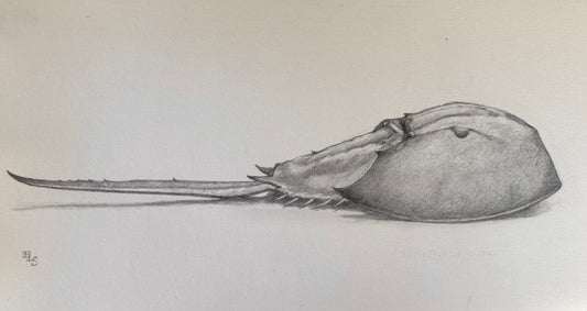 Horseshoe Crab