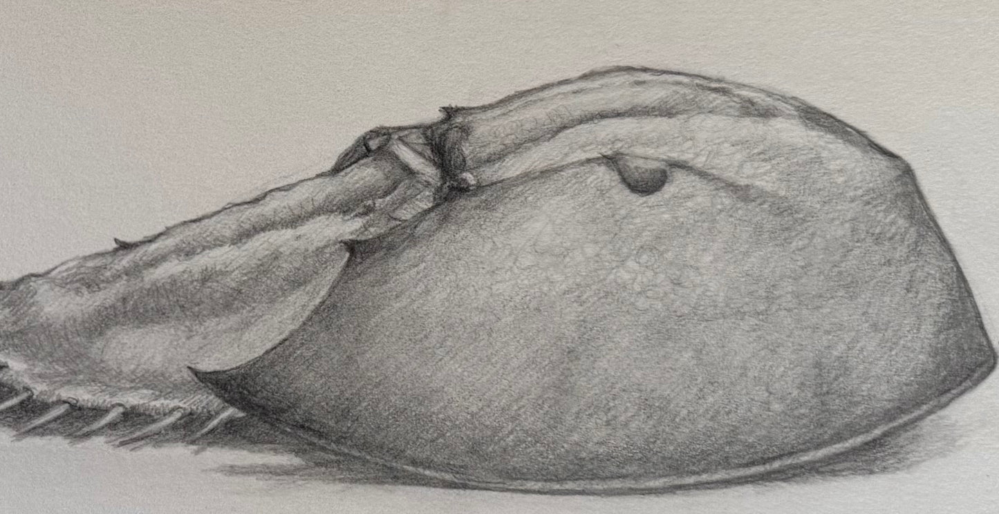 Horseshoe Crab